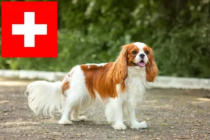 Lire la suite à propos de l’article Éleveurs de Cavalier King Charles Spaniel et chiots en Suisse