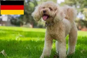 Lire la suite à propos de l’article Éleveurs de Cavoodle et chiots en France