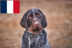 Lire la suite à propos de l’article Český fousek éleveurs et chiots en France