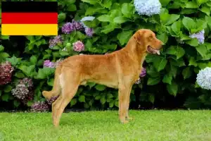 Lire la suite à propos de l’article Chesapeake Bay Retriever éleveurs et chiots en France
