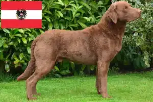 Lire la suite à propos de l’article Chesapeake Bay Retriever éleveurs et chiots en Autriche