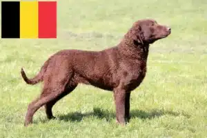 Lire la suite à propos de l’article Chesapeake Bay Retriever éleveurs et chiots en Belgique