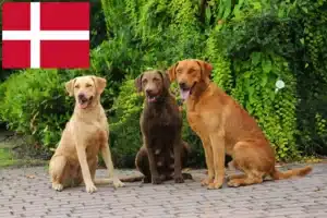 Lire la suite à propos de l’article Chesapeake Bay Retriever éleveurs et chiots au Danemark