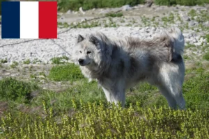 Lire la suite à propos de l’article Éleveurs de chiens esquimaux canadiens et chiots en France