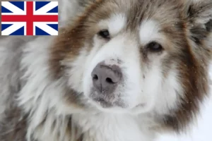 Lire la suite à propos de l’article Éleveurs canadiens de chiens esquimaux et chiots au Royaume-Uni
