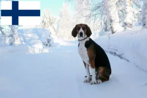 Lire la suite à propos de l’article Éleveurs de chiens courants finlandais et chiots en Finlande