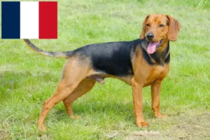 Lire la suite à propos de l’article Éleveurs de chiens courants serbes et chiots en France
