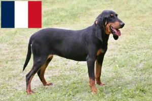 Lire la suite à propos de l’article Éleveurs de chiens courants suisses et chiots en France