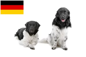 Lire la suite à propos de l’article Éleveurs de chiens d’eau frisons et chiots en Allemagne