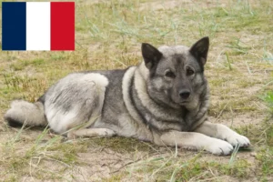 Lire la suite à propos de l’article Éleveurs de chiens d’élan norvégiens et chiots en France