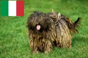 Lire la suite à propos de l’article Chien de berger bergamasque éleveurs et chiots en Italie
