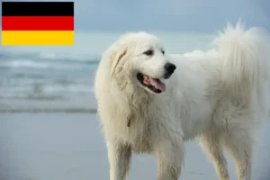 Lire la suite à propos de l’article Chien de Montagne des Pyrénées éleveurs et chiots en Allemagne