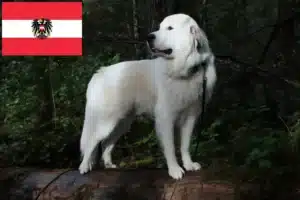 Lire la suite à propos de l’article Chien de Montagne des Pyrénées éleveurs et chiots en Autriche