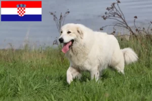Lire la suite à propos de l’article Chien de montagne des Pyrénées éleveurs et chiots en Croatie