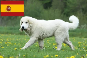 Lire la suite à propos de l’article Chien de Montagne des Pyrénées éleveurs et chiots en Espagne