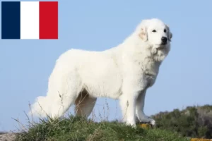 Lire la suite à propos de l’article Chien de Montagne des Pyrénées éleveurs et chiots en France