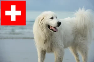 Lire la suite à propos de l’article Chien de Montagne des Pyrénées éleveurs et chiots en Suisse