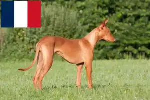 Lire la suite à propos de l’article Éleveurs de chiens pharaons et chiots en France
