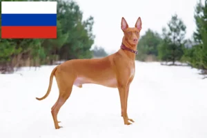 Lire la suite à propos de l’article Éleveurs de chiens de pharaon et chiots en Russie