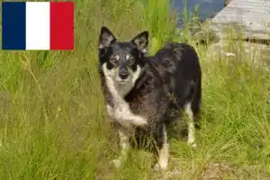 Lire la suite à propos de l’article Éleveurs de chiens de rennes lapons et chiots en France