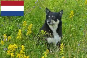 Lire la suite à propos de l’article Éleveurs de chiens de rennes lapons et chiots aux Pays-Bas