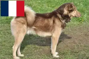 Lire la suite à propos de l’article Éleveurs de chiens du Groenland et chiots en France