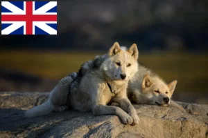 Lire la suite à propos de l’article Éleveurs de chiens du Groenland et chiots en Grande-Bretagne