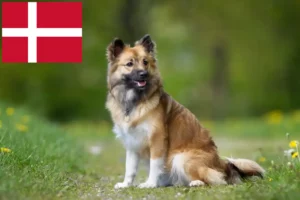 Lire la suite à propos de l’article Éleveurs de chiens islandais et chiots au Danemark