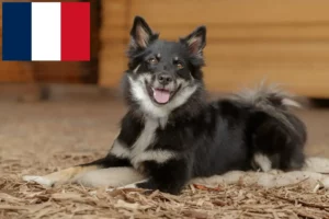 Lire la suite à propos de l’article Éleveurs de chiens islandais et chiots en France