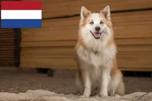 Lire la suite à propos de l’article Éleveurs de chiens islandais et chiots aux Pays-Bas