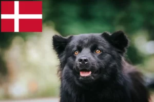 Lire la suite à propos de l’article Éleveurs de chiens lapins suédois et chiots au Danemark