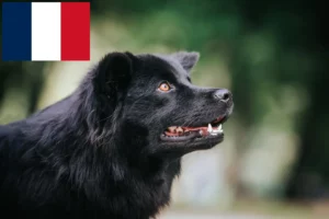 Lire la suite à propos de l’article Éleveurs de chiens lapins suédois et chiots en France
