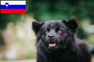 Lire la suite à propos de l’article Éleveurs de chiens lapins suédois et chiots en Slovénie