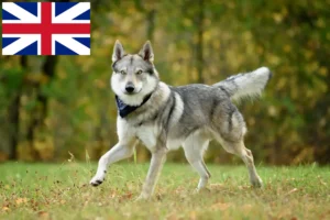 Lire la suite à propos de l’article Éleveurs de chiens-loups tchécoslovaques et chiots en Grande-Bretagne