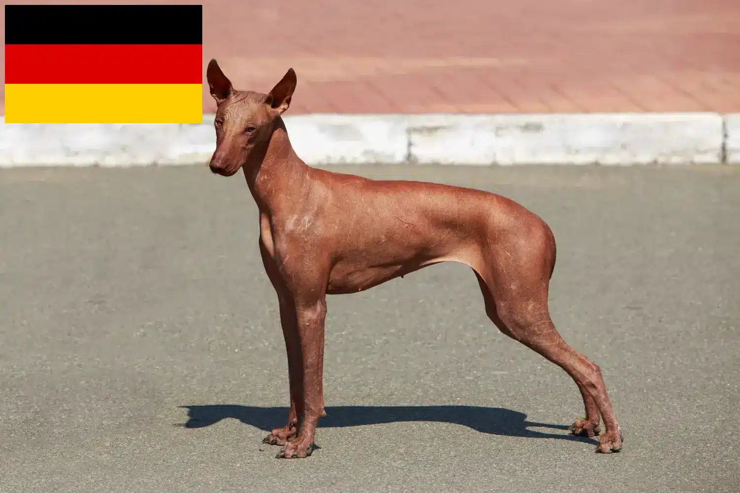 Chien nu péruvien chiots et éleveurs Allemagne Ici vous trouverez des éleveurs de chiens nus péruviens en France.
