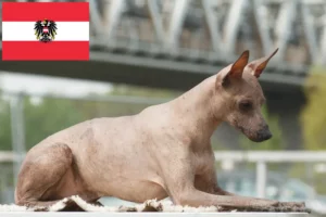 Lire la suite à propos de l’article Éleveurs de chiens nus péruviens et chiots en Autriche