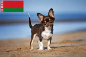Lire la suite à propos de l’article Éleveurs de chihuahuas et chiots en Biélorussie