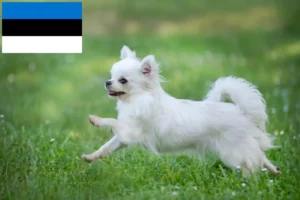 Lire la suite à propos de l’article Éleveurs de chihuahuas et chiots en Estonie