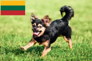 Lire la suite à propos de l’article Éleveurs de chihuahuas et chiots en Lituanie