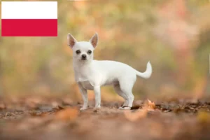 Lire la suite à propos de l’article Éleveurs de chihuahuas et chiots en Pologne