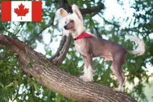 Lire la suite à propos de l’article Éleveurs de chiens chinois à crête et chiots au Canada