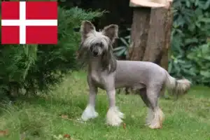 Lire la suite à propos de l’article Chinois Crested Dog éleveurs et chiots au Danemark