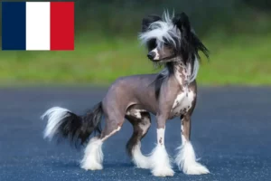 Lire la suite à propos de l’article Éleveurs de chiens chinois à crête et chiots en France