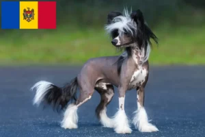 Lire la suite à propos de l’article Chinois Crested Dog éleveurs et chiots en République de Moldavie