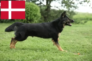 Lire la suite à propos de l’article Chodský pes éleveurs et chiots au Danemark