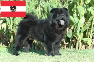 Lire la suite à propos de l’article Éleveurs de Chow-Chow et chiots en Autriche