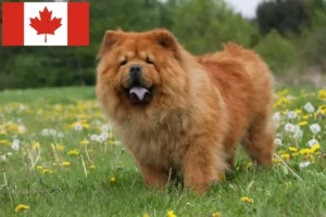 Lire la suite à propos de l’article Éleveurs de Chow-Chow et chiots au Canada