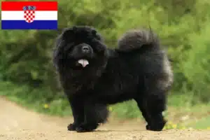 Lire la suite à propos de l’article Chow-Chow éleveurs et chiots en Croatie