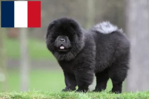 Lire la suite à propos de l’article Éleveurs de Chow-Chow et chiots en France
