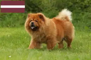 Lire la suite à propos de l’article Éleveurs de Chow-Chow et chiots en Lettonie